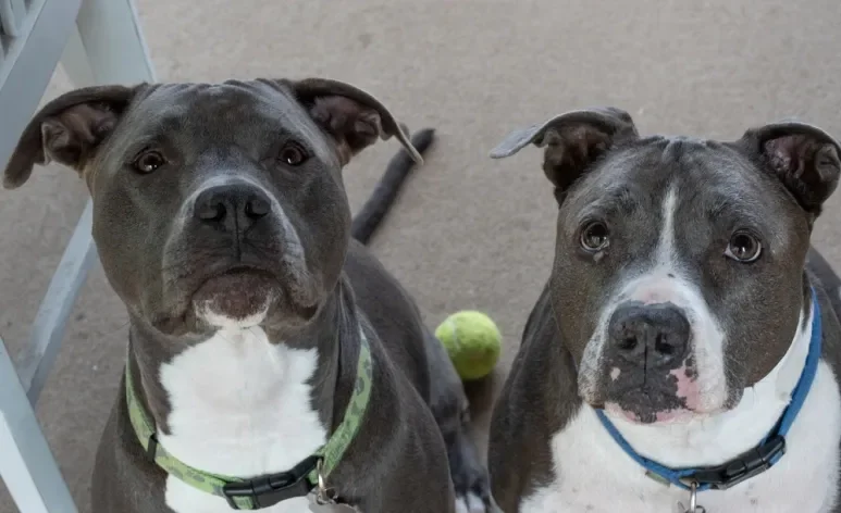 Pitbull e American Bully compartilham muitas semelhanças, mas cada um tem características próprias