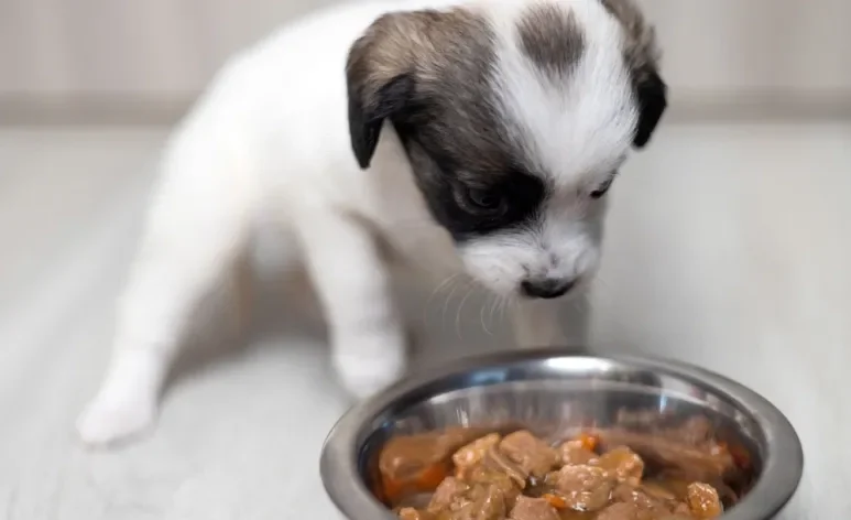 A ração úmida pode ser uma ótima aliada na transição alimentar do cachorro filhote