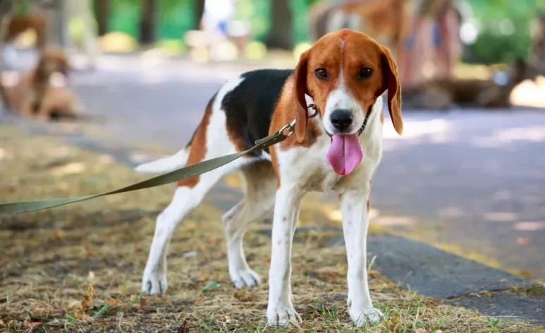 O Foxhound Americano foi criado originalmente como um cão de caça