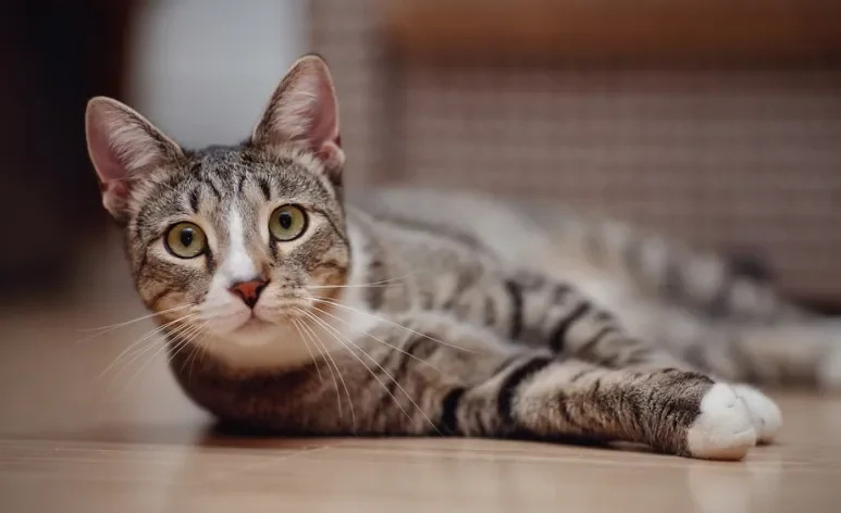 A doença renal em gatos não tem cura, mas pode ser controlada com o manejo adequado
