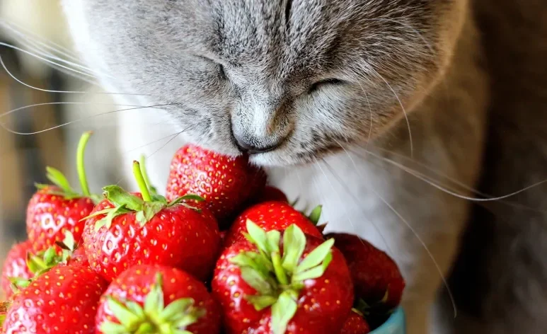 O morango é rico em água, fibras e antioxidantes, que podem beneficiar a saúde do gato