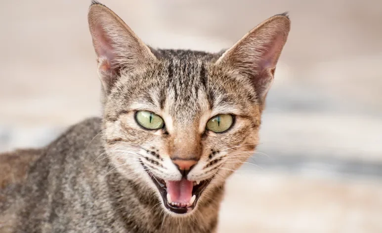 A gengivite é um dos principais problemas que afetam a boca e os dentes do gato
