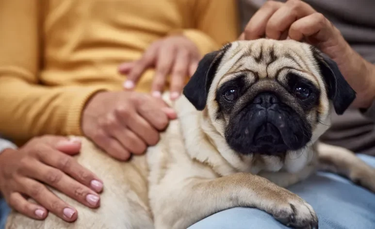De porte pequeno e comportamento tranquilo, o Pug é um ótimo pet para quem mora em apartamento