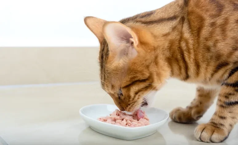 Além de saboroso, o sachê para gato é uma ótima forma de estimular a hidratação dos felinos