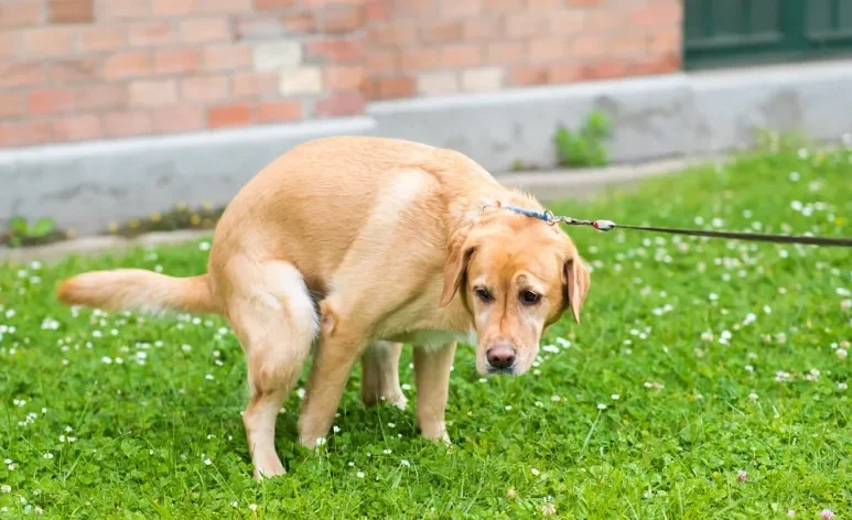 Cachorro com diarreia é algo relativamente comum e pode ter relação com vários fatores