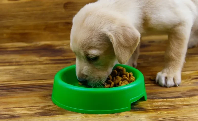 A quantidade de ração e o número de refeições diárias devem ser bem ajustadas para cachorros filhotes