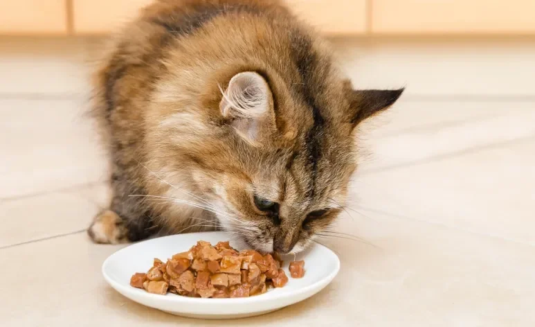 Alguns cuidados simples ajudam a manter a qualidade do sachê para gatos depois de aberto