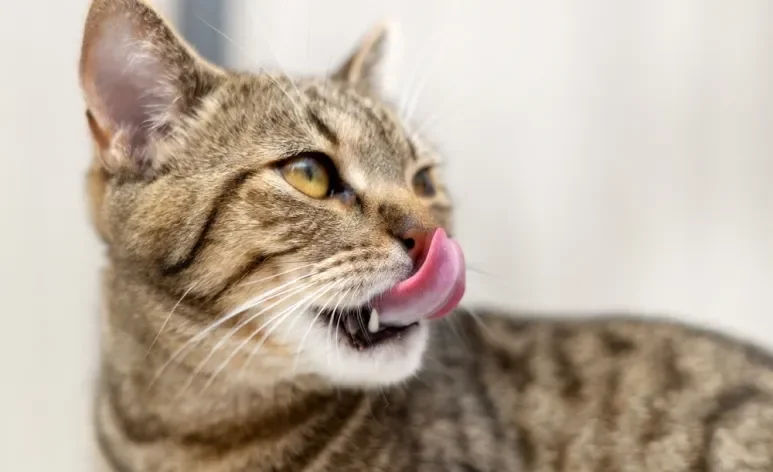 A ração úmida é um alimento mais palatável para os gatos, agradando até os felinos mais exigentes