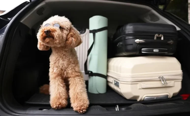 Seguro viagem para pets não costuma ser obrigatório, mas pode garantir tranquilidade para a família