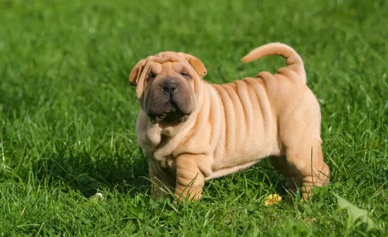 A pele enrugada de alguns cães é resultado de características genéticas preservadas por séculos