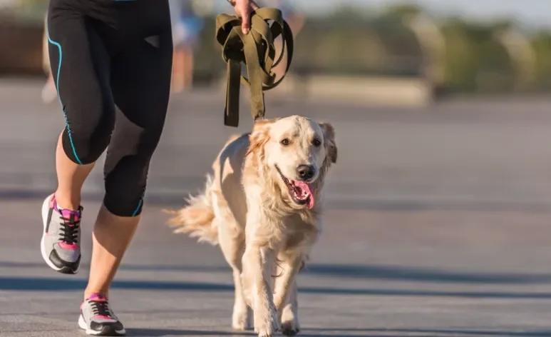 Fazer corrida com o cachorro pode ser um hábito benéfico para tutor e animal
