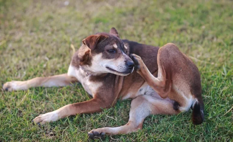 A dermatite em cães é um problema de pele muito incômodo, causado por diversos fatores
