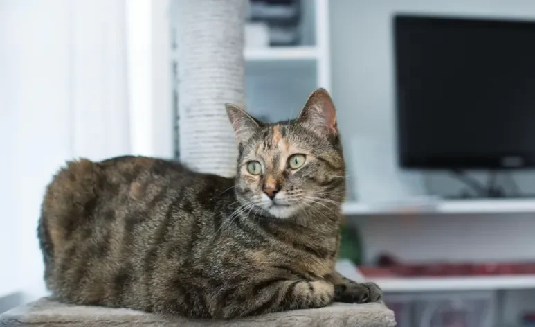 O comportamento territorial em gatos é muito comum, mas pode ser desafiador em alguns casos