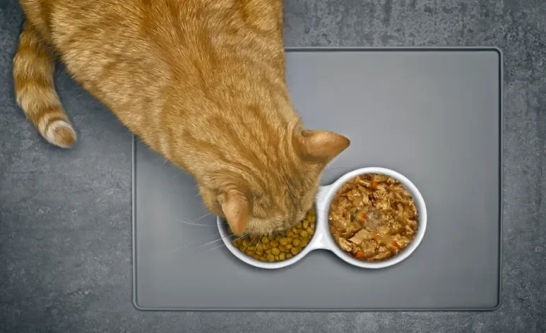 O mix feeding é uma estratégia alimentar que combina ração seca com ração úmida