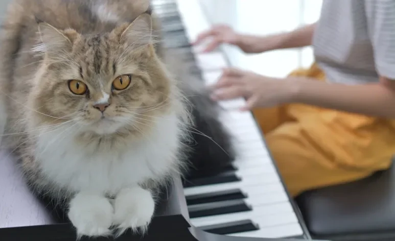 A música para gatos reduz o estresse, promove o relaxamento e até ajuda o bichano a dormir