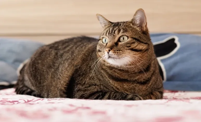 A obesidade felina favorece uma série de problemas de saúde e ainda reduz a longevidade do pet