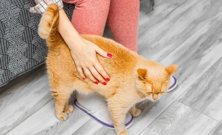 Gatos podem gostar de tapinhas no bumbum devido a questões instintivas e anatômicas