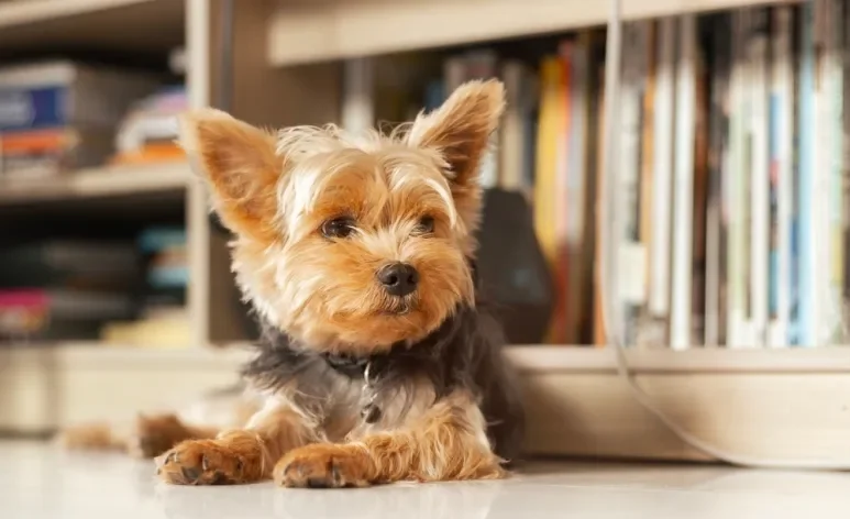 O Yorkshire é uma raça de cachorro bastante apegada à família e precisa de companhia constante