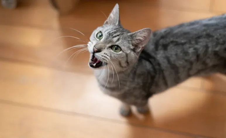 Gatos não demonstram desconfortos de maneira evidente, então é preciso observar sinais sutis no animal