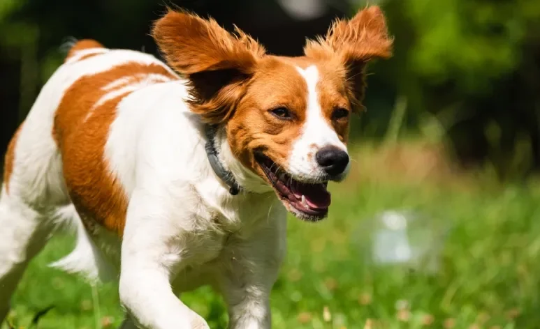 O Spaniel Bretão é um cão de porte médio que era muito utilizado para a caça de aves