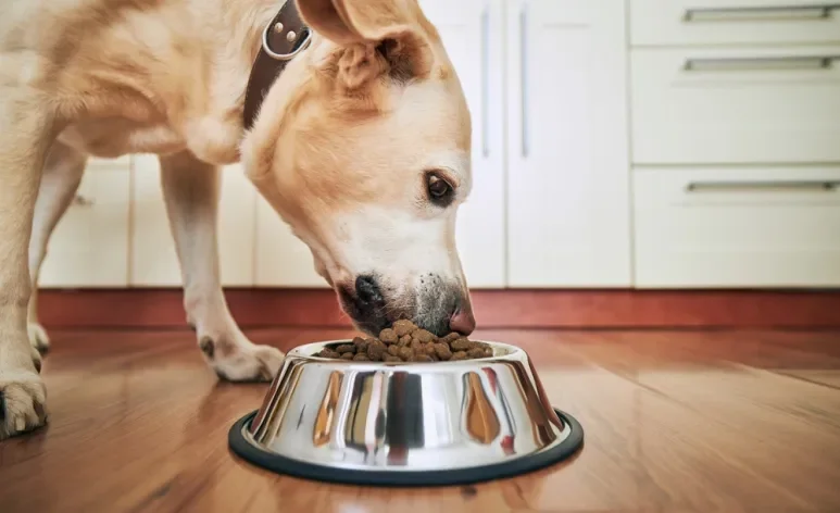 As rações secas para cachorro são classificadas a partir da qualidade nutricional de suas fórmulas