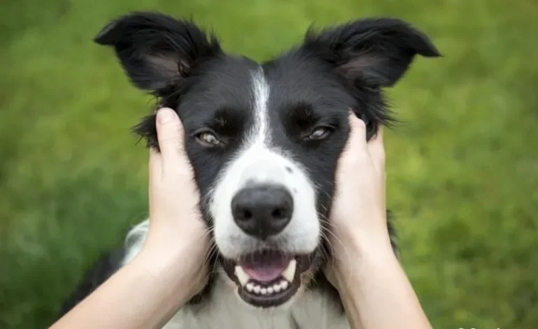 Os cães podem manifestar diversas emoções que são comuns aos humanos