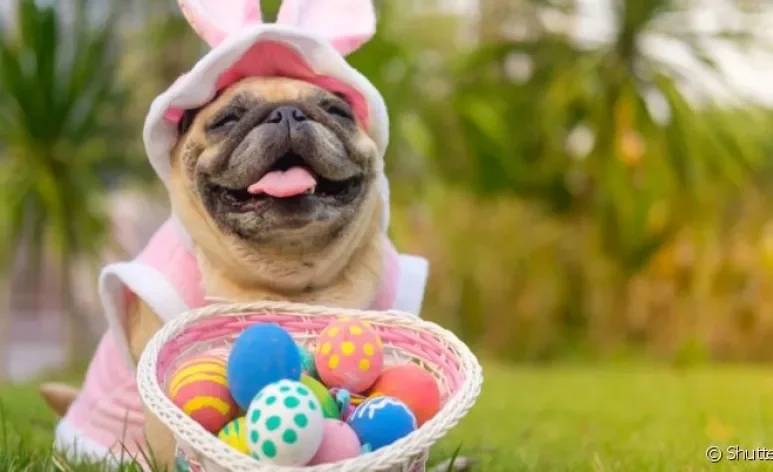 É possível preparar um ovo de páscoa para cachorro com ingrediente liberado