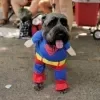 Imagem Quiz:Quem seria o seu cachorro se ele participasse de um filme de super-heróis?