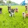 Imagem Quiz:Descubra quem é o seu cachorro no parcão!