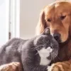 Imagem Quiz:Descubra se você é um cachorro ou um gato!