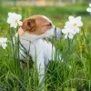 Imagem Quiz:O que você sabe sobre o olfato dos cães? Faça o quiz e descubra!