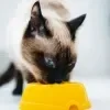 Imagem Quiz:Que tipo de comida seu gato mais gosta? Ração, sachê ou a sua?