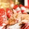 Imagem Quiz:Quem é o seu gato no Natal em família?