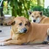 Imagem Quiz:Seu cachorro está apto para aceitar um novo animal na família?