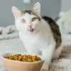 Imagem Quiz:Seu gato está comendo mais do que deveria?