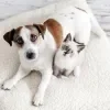 Imagem Quiz:Seu gato vai se dar bem com um novo cachorrinho na família?