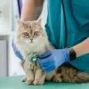 Imagem Quiz:Você é exigente na hora de escolher um veterinário para gato?