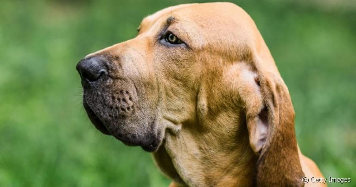 Fila brasileiro tudo sobre a raca brasileira de porte grande