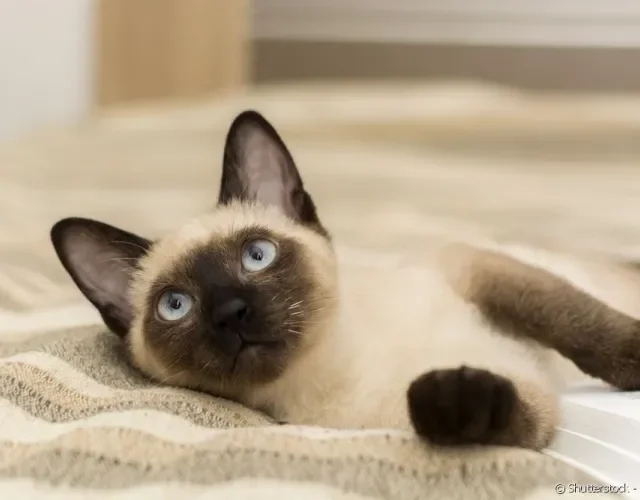 Gato Siamês deitado na cama