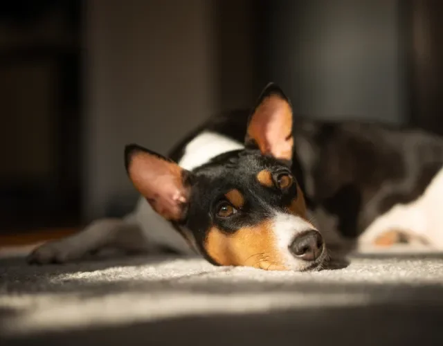 O cachorro Basenji também aprecia momentos de descanso