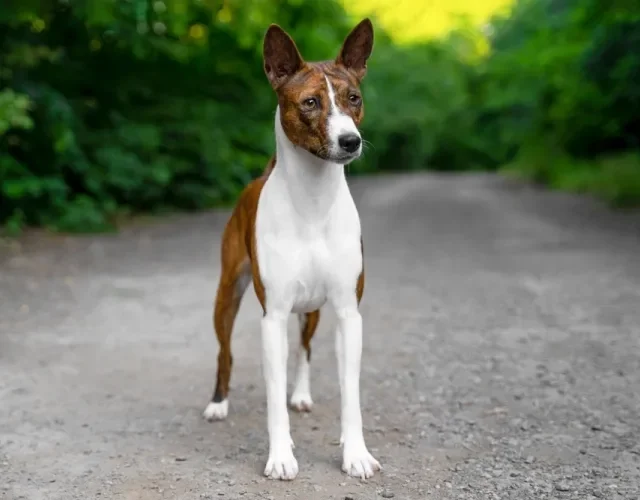 Basenji: canil do cachorro deve ser avaliado com cuidado