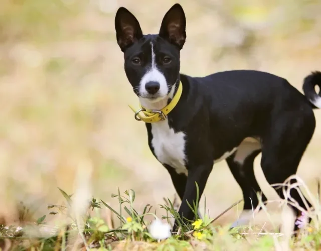 O Basenji filhote só pode passear depois de vacinado
