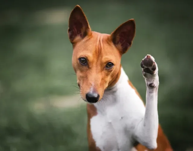 Adestrar um cachorro Basenji não é difícil, mas requer paciência e reforços positivos