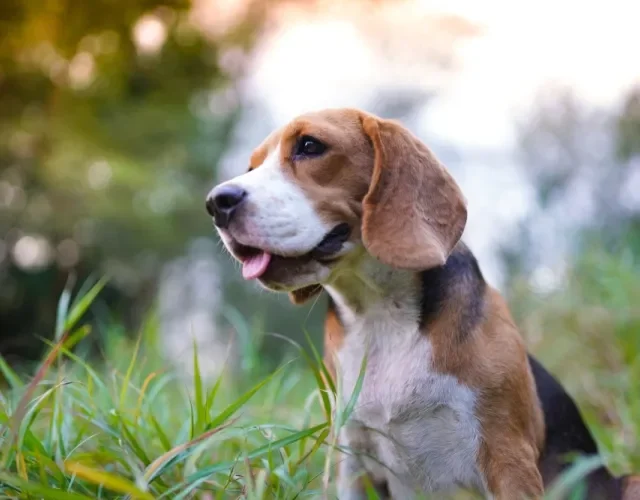 Beagle sentado ao ar livre