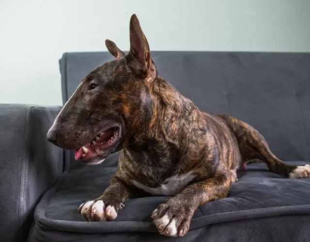 Bull Terrier tigrado deitado no sofá