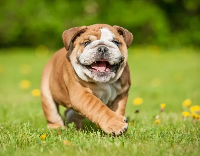 Bulldog Inglês, fêmea ou macho, é sempre muito bem humorado Bulldog Inglês, fêmea ou macho, é sempre muito bem humorado