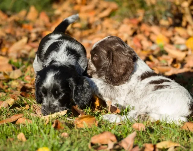 Dois filhotes de Cocker Spaniel Inglês brincando
