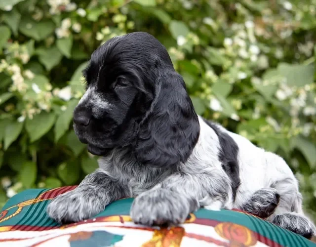 Cocker Spaniel filhote perto de mata