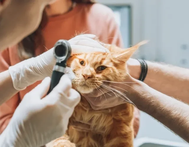 Gato laranja sendo avaliado por veterinário