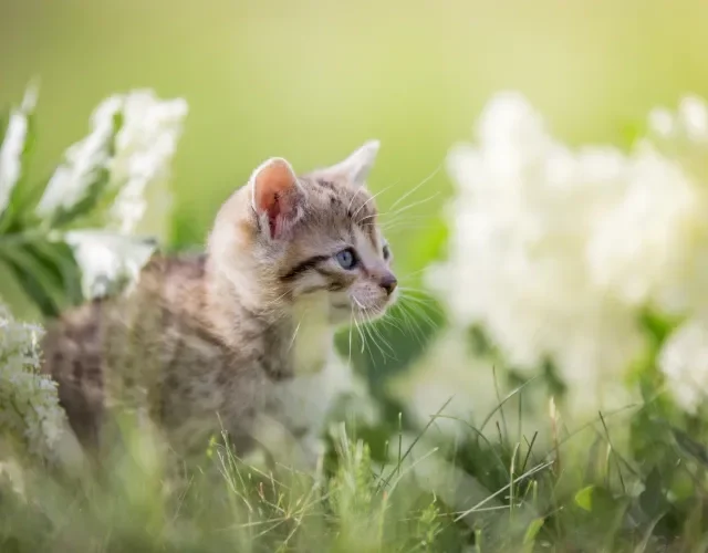 Filhote de gato com flores
